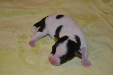 ...Ohren wie Drachenflügel hat ERAGON ja schon...