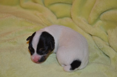 Diese Studie beweist es - ERASMUS ist ganz der Hunde-Papa LORD!