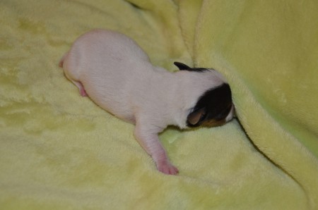 EUROPA - ein Name der klassischen Antike für ein klassisches Terrier-Mädchen :-) 