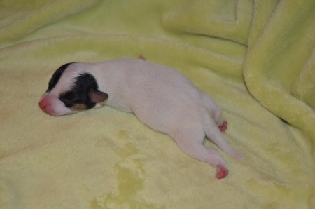 EUROPA: ...mein Fell strahlt wie weißer Marmor...