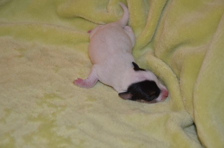 EUROPA: ...also werfe ich mich in Pose. Wo bleibt denn nur der Bildhauer?