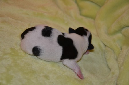 EZIO führt - unangefochten - die Konfetti-Parade an...