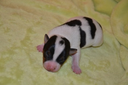 ...und EZIO ist mit seinem 'Krönchen' am Kopf...