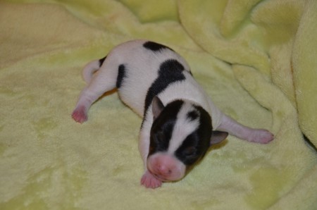 ...der krönende Abschluss dieser Vorstell-Runde! EZIO, Assassinen überwinden jede Rosenhecke ;-)