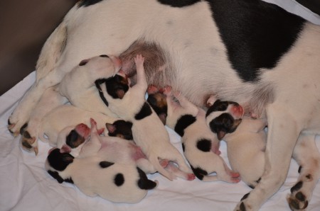 ...und jetzt das WHO is WHO zum Selber-Russeln & Rätseln!