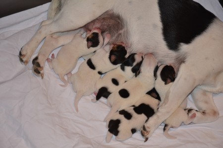 ...und gleich noch ein Suchbild - mit gesteigertem Schwierigkeitsgrad: wo ist der 7. Russel?!