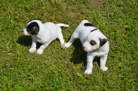 EUROPA & EMIL beim 'Grasgeflüster'...