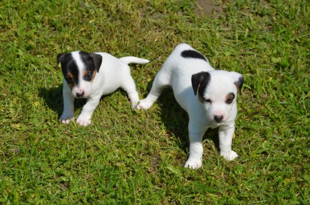 EUROPA & EMIL flüstern weiter...