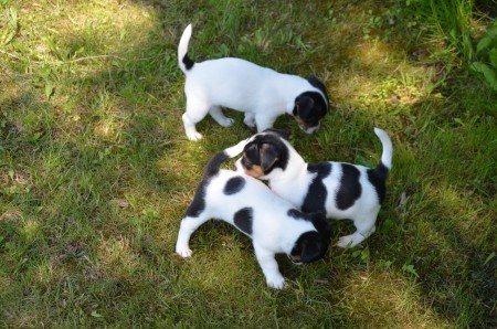 ...und Herumtollen - von oben nach unten: ERASMUS, EZIO & ERAGON :-)